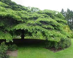 Attēlu rezultāti vaicājumam “Ulmus glabra leaf”