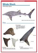 Image result for Rhincodon typus