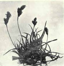 Attēlu rezultāti vaicājumam “Carex caryophyllea flower”