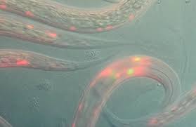 Attēlu rezultāti vaicājumam “Comatricha elegans”