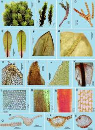 Attēlu rezultāti vaicājumam “Encalypta streptocarpa sporophyte”