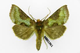 Attēlu rezultāti vaicājumam “Diachrysia tutti”