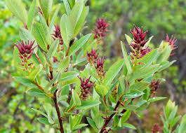 Attēlu rezultāti vaicājumam “Salix myrtilloides leaf”