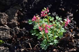 Attēlu rezultāti vaicājumam “Corydalis solida flower”