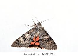 Attēlu rezultāti vaicājumam “Catocala sponsa”