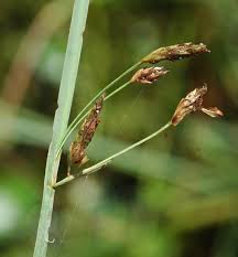 Attēlu rezultāti vaicājumam “Schoenoplectus lacustris subsp. glaucus bud”