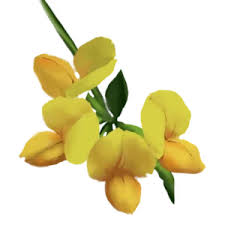 Attēlu rezultāti vaicājumam “Lotus corniculatus flower”