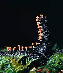 Attēlu rezultāti vaicājumam “Licea pygmaea spores”