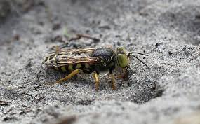 Attēlu rezultāti vaicājumam “Bembix rostrata”