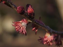 Attēlu rezultāti vaicājumam “Cercidiphyllum japonicum flower”