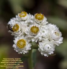 Attēlu rezultāti vaicājumam “Anaphalis margaritacea flower”