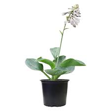 Image result for Hosta sieboldiana 'Elegans'
