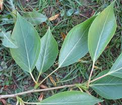 Attēlu rezultāti vaicājumam “Populus simonii”