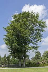 Attēlu rezultāti vaicājumam “Fagus sylvatica fo. laciniata”