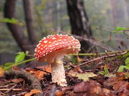 Image result for vliegenzwam