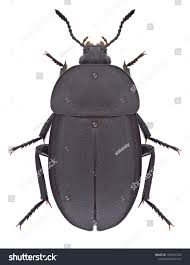 Attēlu rezultāti vaicājumam “Silpha obscura”