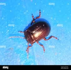 Attēlu rezultāti vaicājumam “Chrysolina staphylaea”