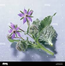 Attēlu rezultāti vaicājumam “Borago officinalis bud”