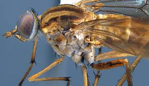 Attēlu rezultāti vaicājumam “Therevidae”