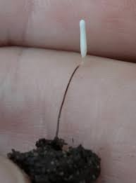 Attēlu rezultāti vaicājumam “Typhula erythropus”