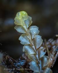 Attēlu rezultāti vaicājumam “Harpanthus flotovianus”