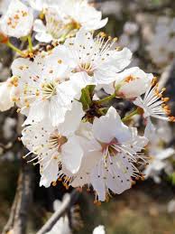 Attēlu rezultāti vaicājumam “Prunus spinosa”