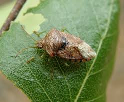 Attēlu rezultāti vaicājumam “Elasmucha grisea imago”