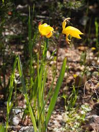 Attēlu rezultāti vaicājumam “Tulipa sylvestris”