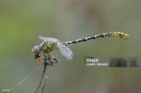 Attēlu rezultāti vaicājumam “Onychogomphus forcipatus”