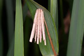 Attēlu rezultāti vaicājumam “Psyche casta larva”