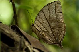 Attēlu rezultāti vaicājumam “Badhamiopsis ainoae”