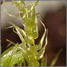 Attēlu rezultāti vaicājumam “Brachythecium albicans”