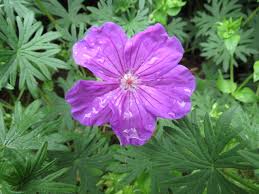 Attēlu rezultāti vaicājumam “Geraniaceae”