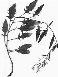 Attēlu rezultāti vaicājumam “Sisymbrium volgense flower”