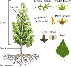 Attēlu rezultāti vaicājumam “Betula humilis female flower”