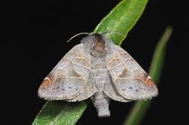 Attēlu rezultāti vaicājumam “Clostera pigra”