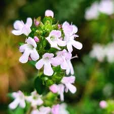Attēlu rezultāti vaicājumam “Thymus vulgaris leaf”