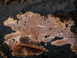 Attēlu rezultāti vaicājumam “Junghuhnia collabens”