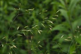 Attēlu rezultāti vaicājumam “Poa palustris leaf”