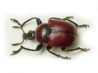 Attēlu rezultāti vaicājumam “Attelabus nitens”