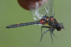 Attēlu rezultāti vaicājumam “Leucorrhinia dubia”