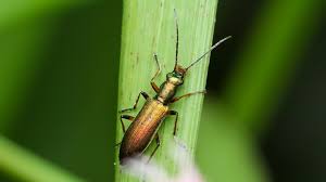 Attēlu rezultāti vaicājumam “Chrysanthia geniculata”