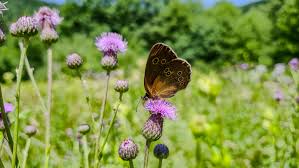 Attēlu rezultāti vaicājumam “Diachrysia tutti”
