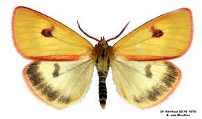 Attēlu rezultāti vaicājumam “Diacrisia sannio male”