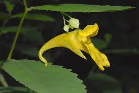 Attēlu rezultāti vaicājumam “Impatiens noli-tangere leaf”