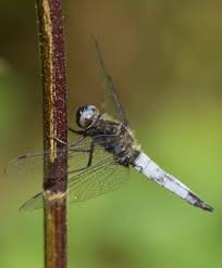 Attēlu rezultāti vaicājumam “Libellula fulva male”