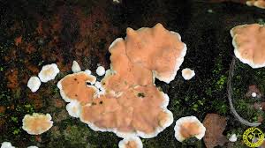 Attēlu rezultāti vaicājumam “Aleurodiscus amorphus”