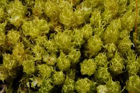 Attēlu rezultāti vaicājumam “Dicranum spurium”