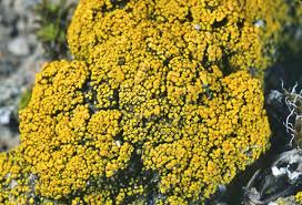 Attēlu rezultāti vaicājumam “Candelariella sp.”