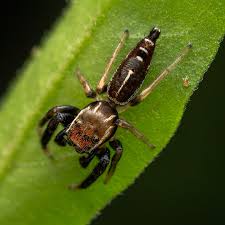 Attēlu rezultāti vaicājumam “Coreus marginatus imago”